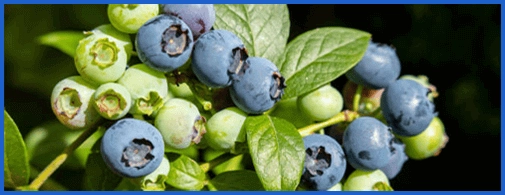 Healthy Digestion Support