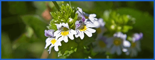 Healthy Digestion Support